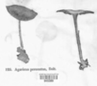 Agaricus augustus image